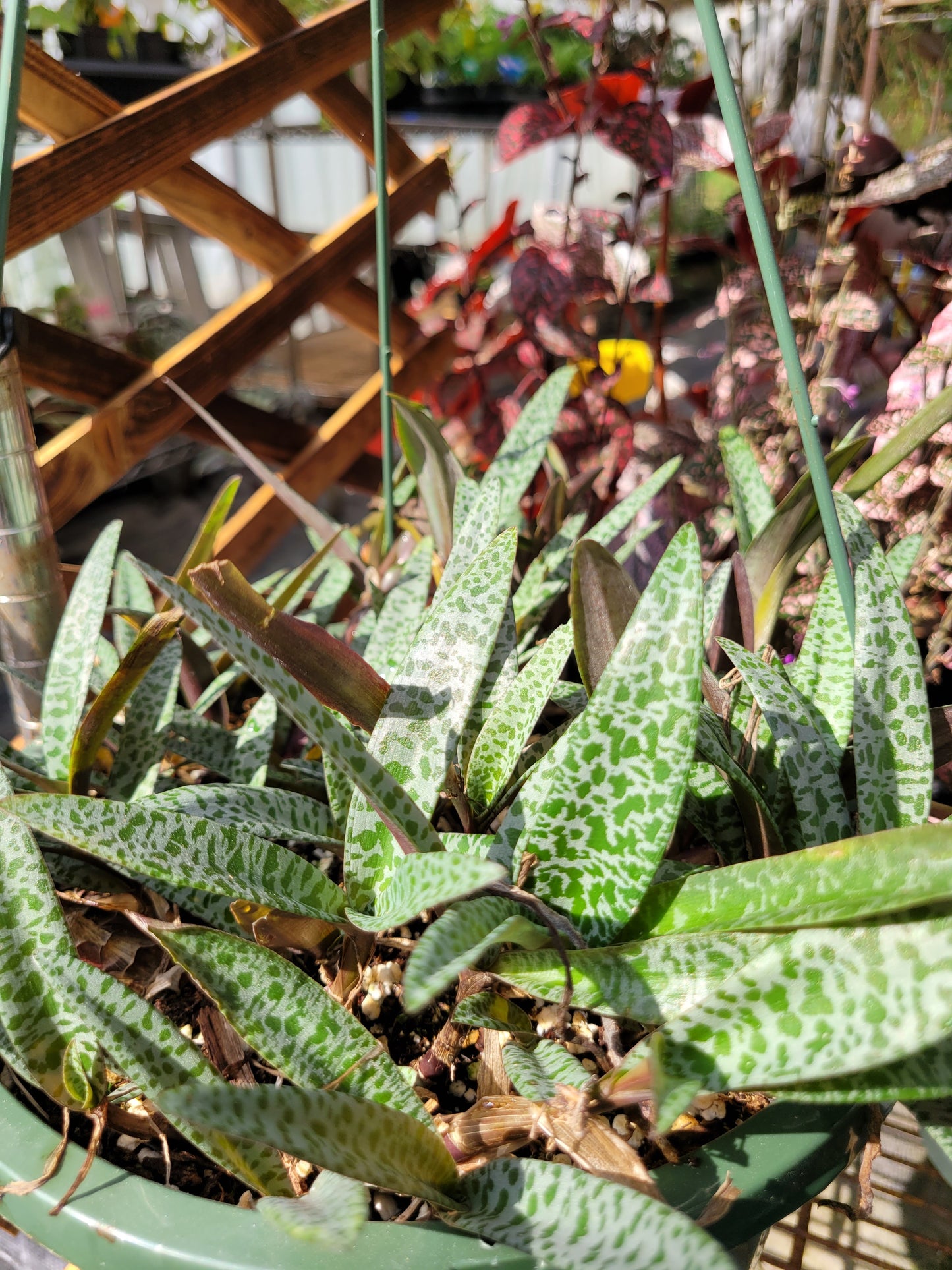 Ledebouria Socialis ‘Violacea’ (“Silver Squill/Leopard Lily”)