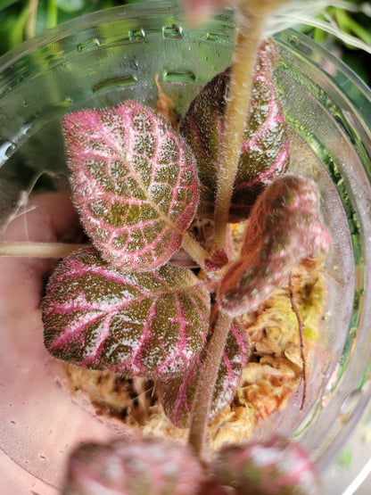 Episcia ‘Strawberry Fields’