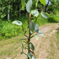 Philodendron Hasatum “Silver Sword”