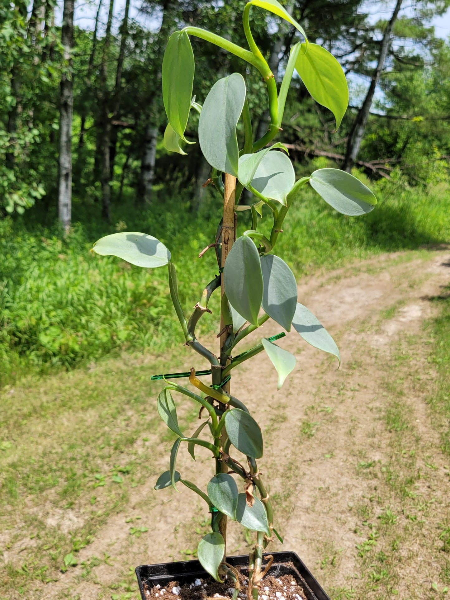 Philodendron Hasatum “Silver Sword”