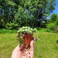 Callisia Repens ‘Minima’ (“Turtle vine/Bolivian Jew”)