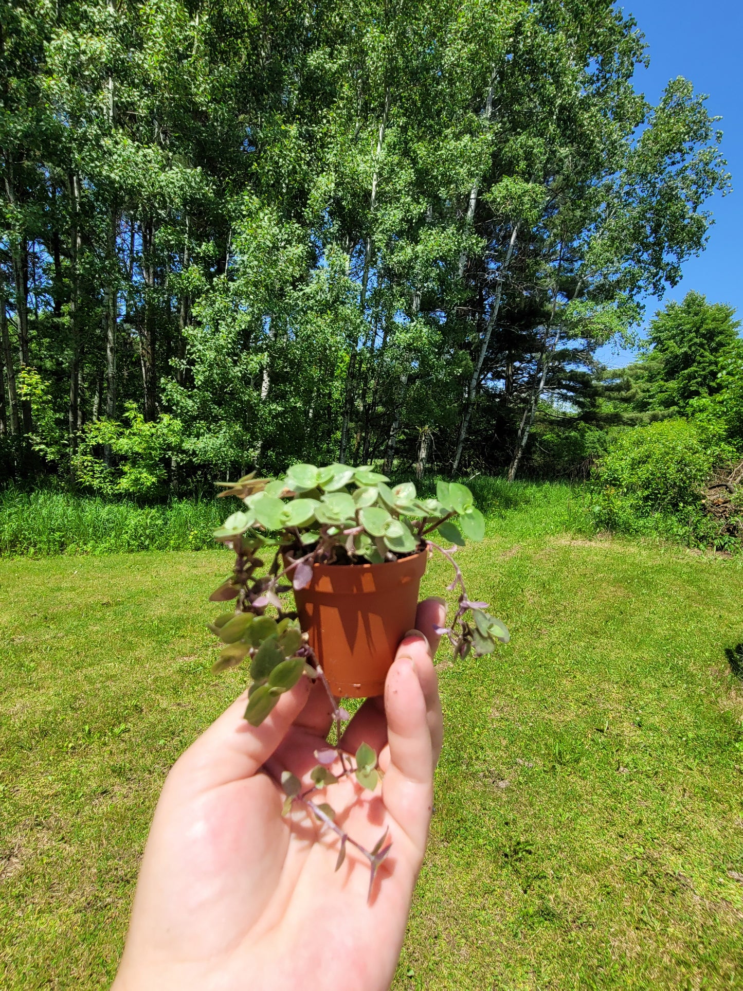 Callisia Repens ‘Minima’ (“Turtle vine/Bolivian Jew”)