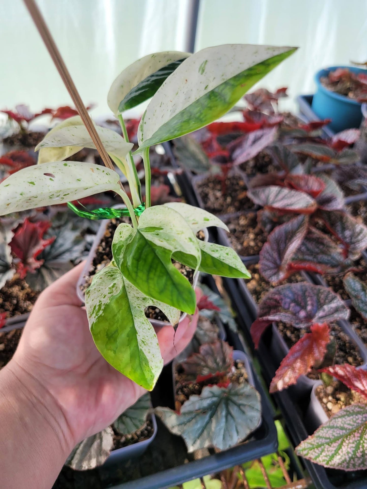 Epipremnum pinnatum ‘Marble’