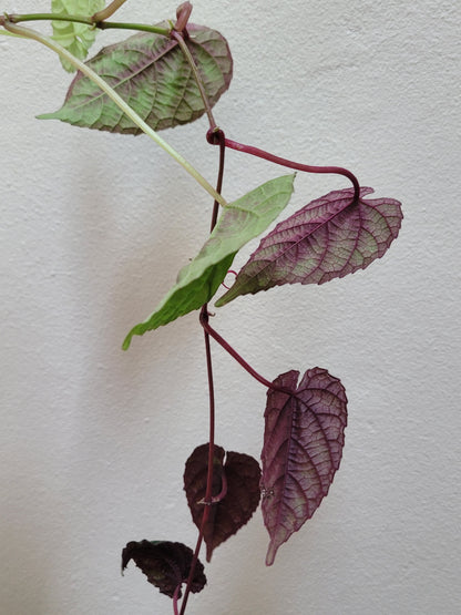 Cissus ‘Discolor’