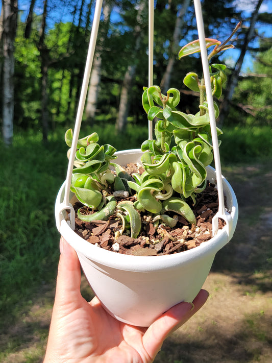 Hoya Compacta “Outer Variegated”