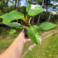 Philodendron ‘White Princess’