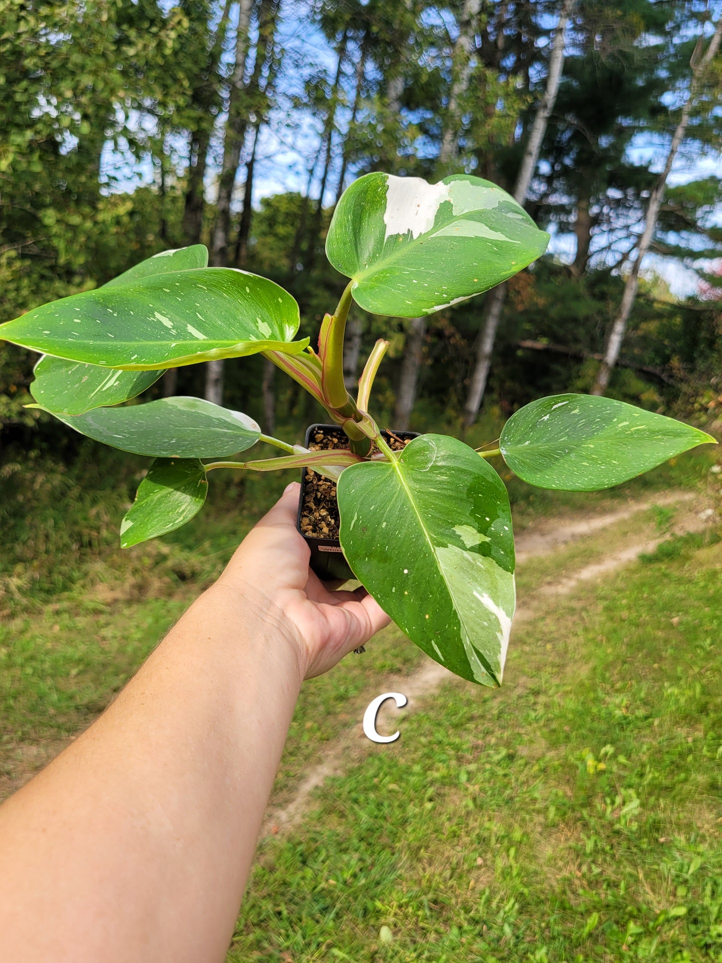 Philodendron ‘White Princess’