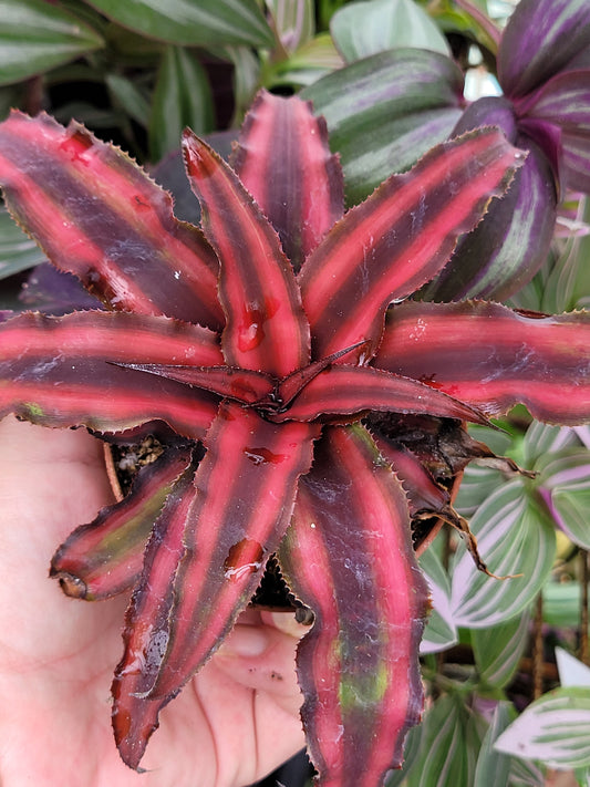 Cryptanthus bivittatus (Earth Star Bromeliad)