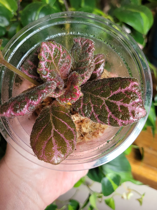 Episcia ‘Strawberry Fields’