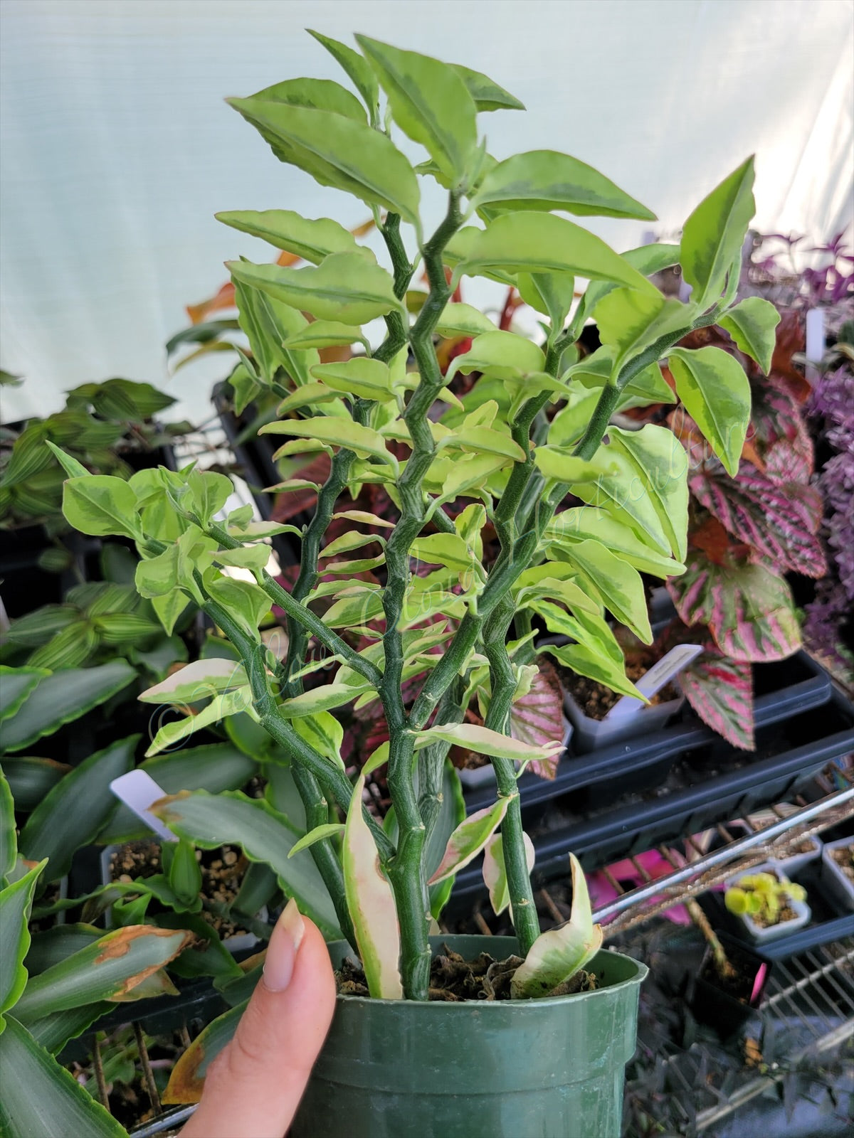 Euphorbia tithymaloides 'Variegata' (Variegated Devil’s Backbone)