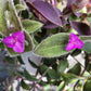 Tradescantia Sillamontana