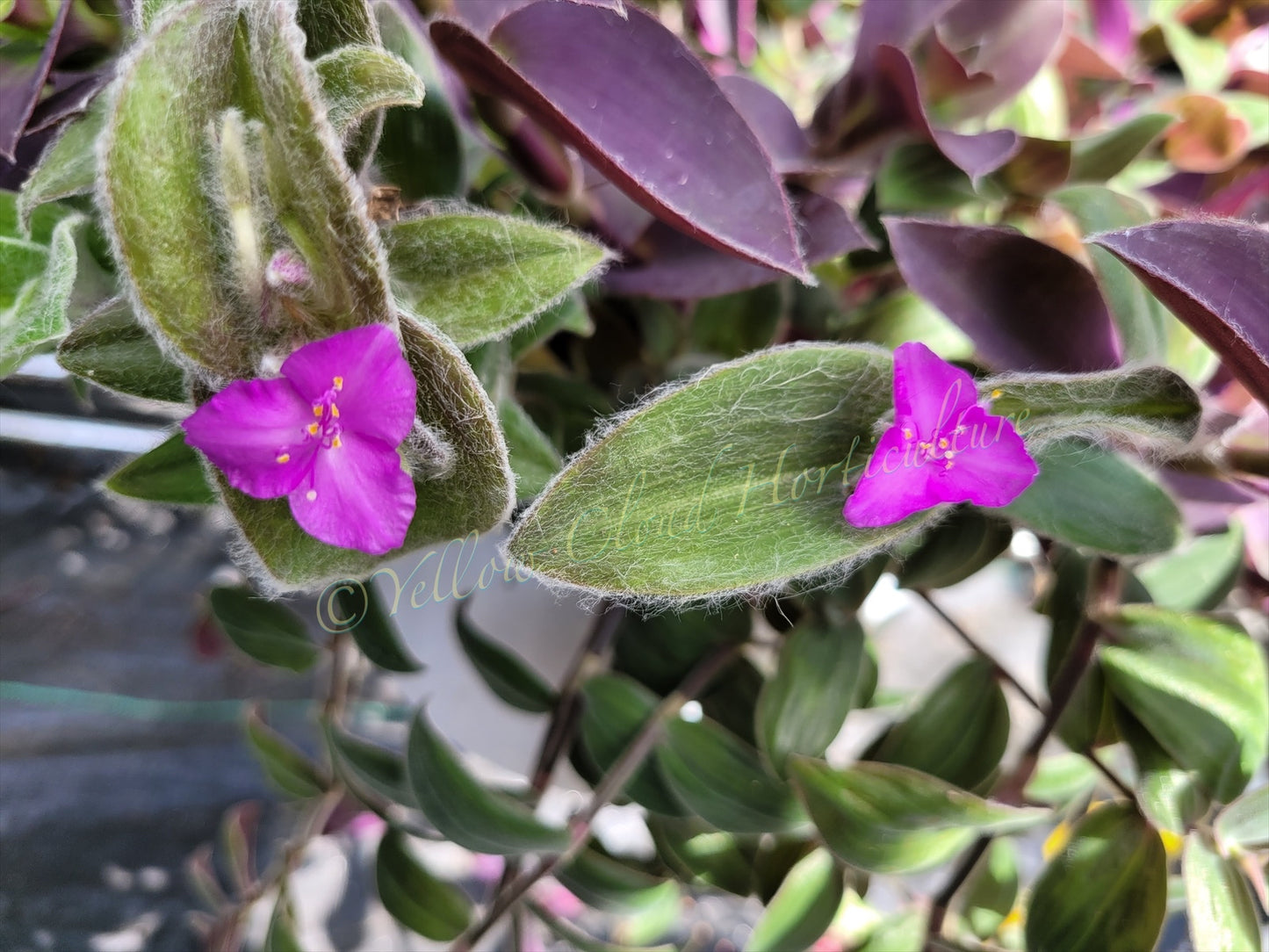 Tradescantia Sillamontana