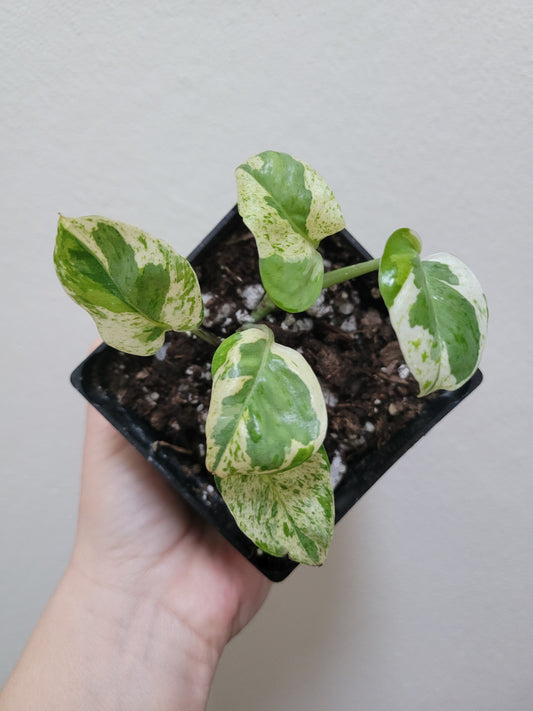 Epipremnum Aureum ‘Pearls and Jade’ Pothos