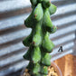 Myrtillocactus geometrizans ‘Fukurokuryuzinboku’ (Boobie Cactus)