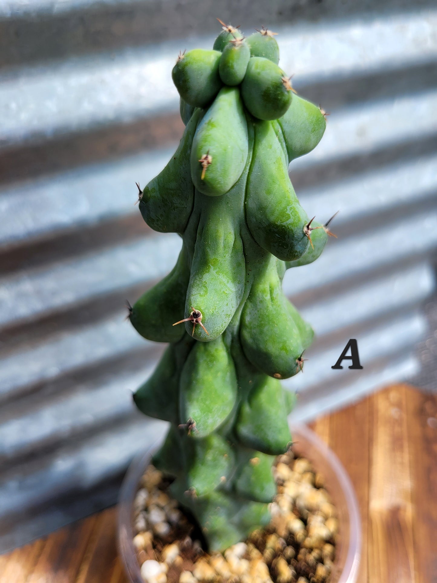 Myrtillocactus geometrizans ‘Fukurokuryuzinboku’ (Boobie Cactus)