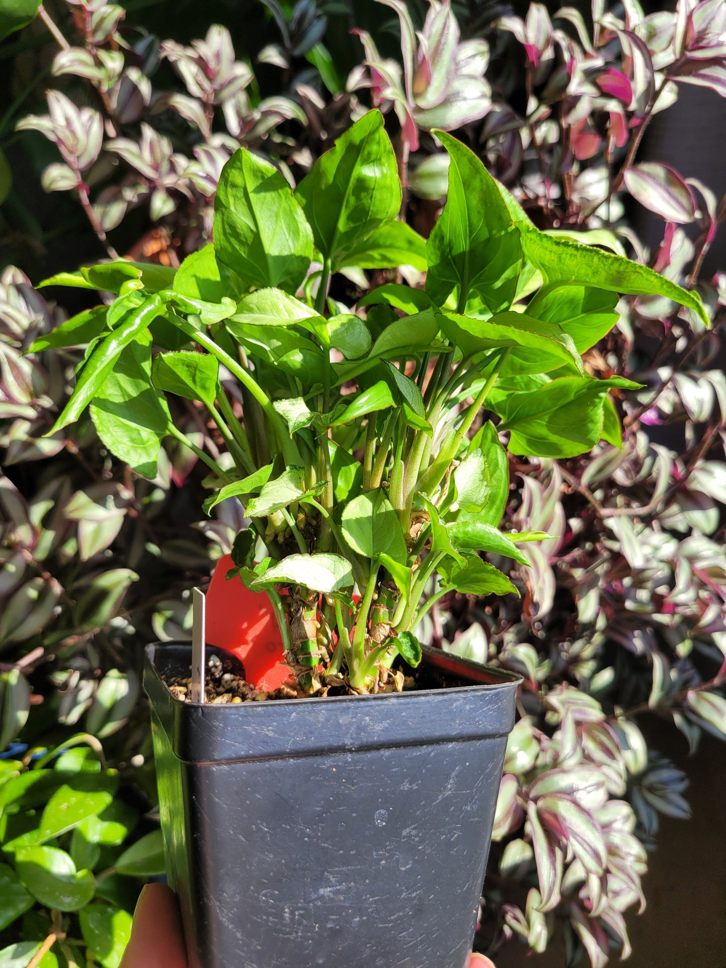 Syngonium Podophyllum ‘Holly M’