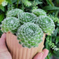 Sempervivum arachnoideum “Cobweb Hen & Chicks”