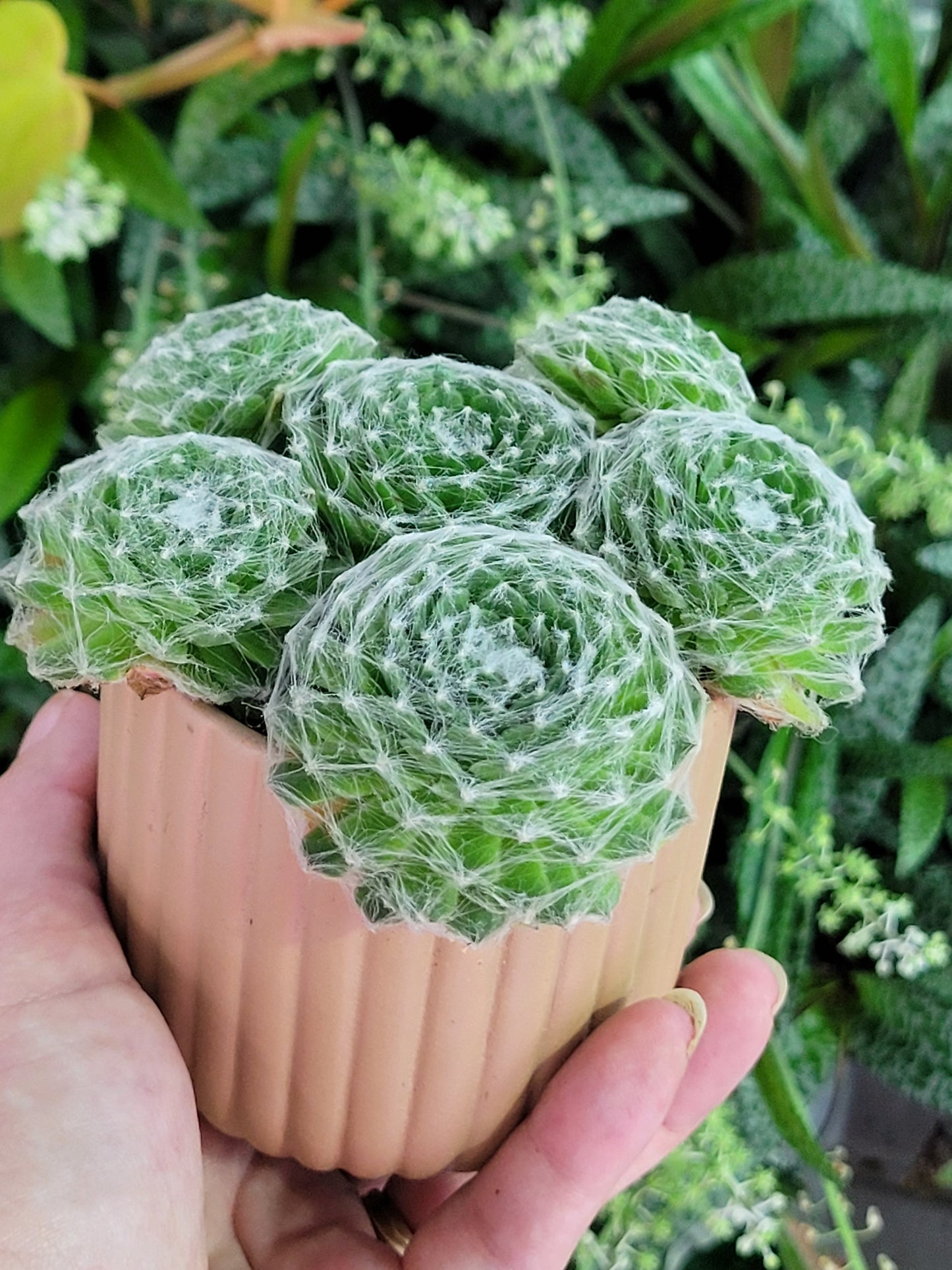 Sempervivum arachnoideum “Cobweb Hen & Chicks”