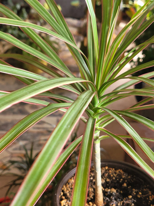 Dracaena marginata ‘Tricolor’