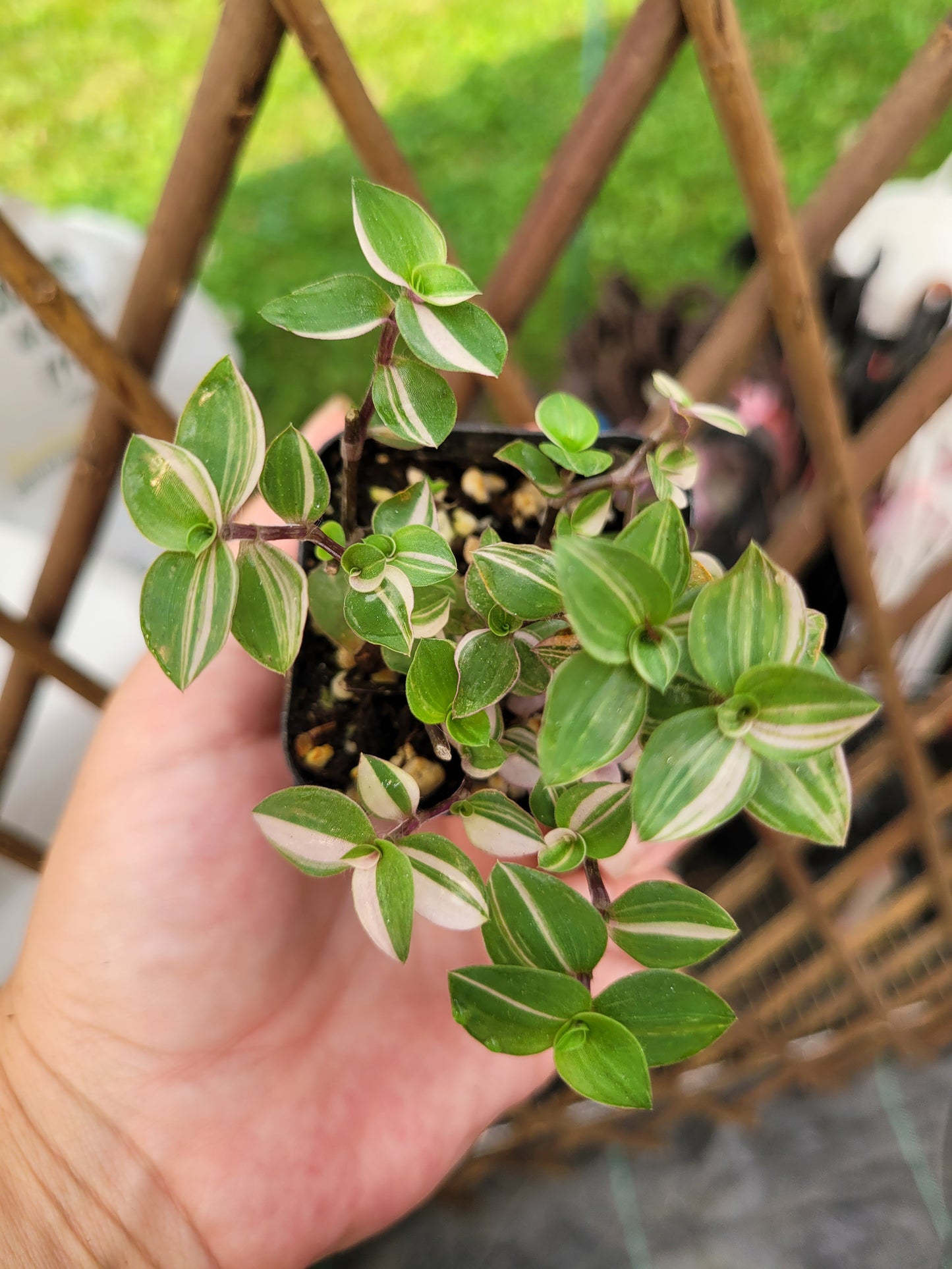 Callisia Repens ‘Bianca’