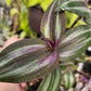 Tradescantia Zebrina ‘Evanesce’