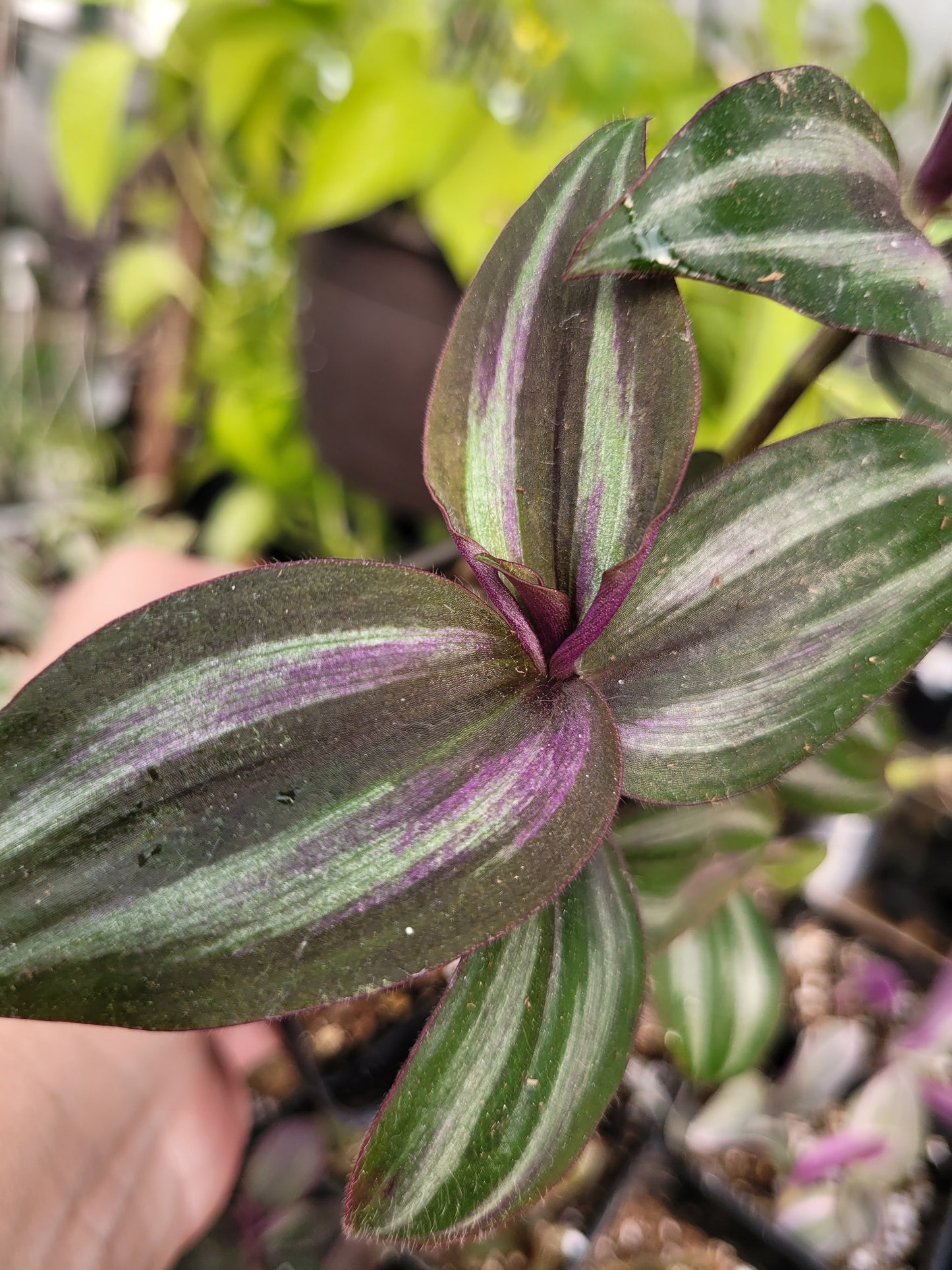 Tradescantia Zebrina ‘Evanesce’