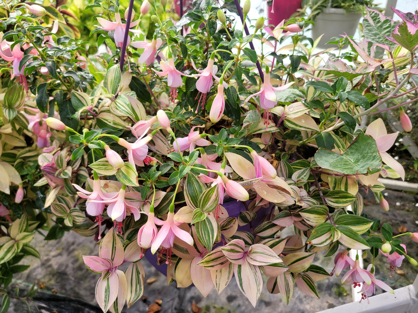 Tradescantia Mundula ‘Lisa’ (Rainbow/Tricolor)