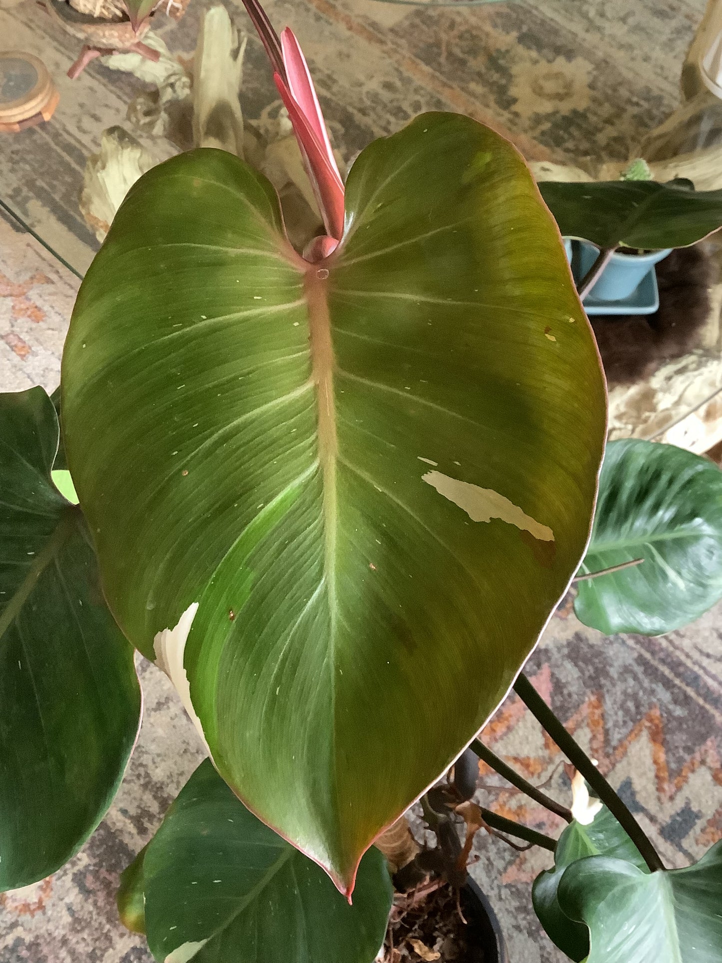 Philodendron ‘White Wizard’