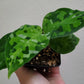 Aglaonema pictum ‘Tricolor’