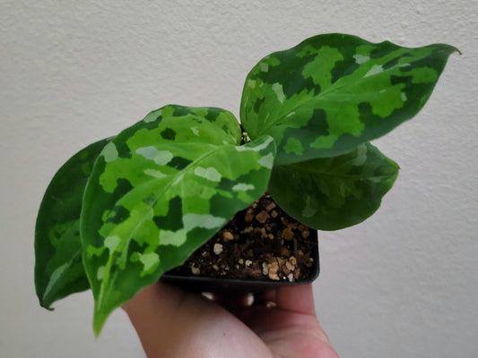 Aglaonema pictum ‘Tricolor’