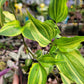 Tinantia Pringlei ‘Variegata’