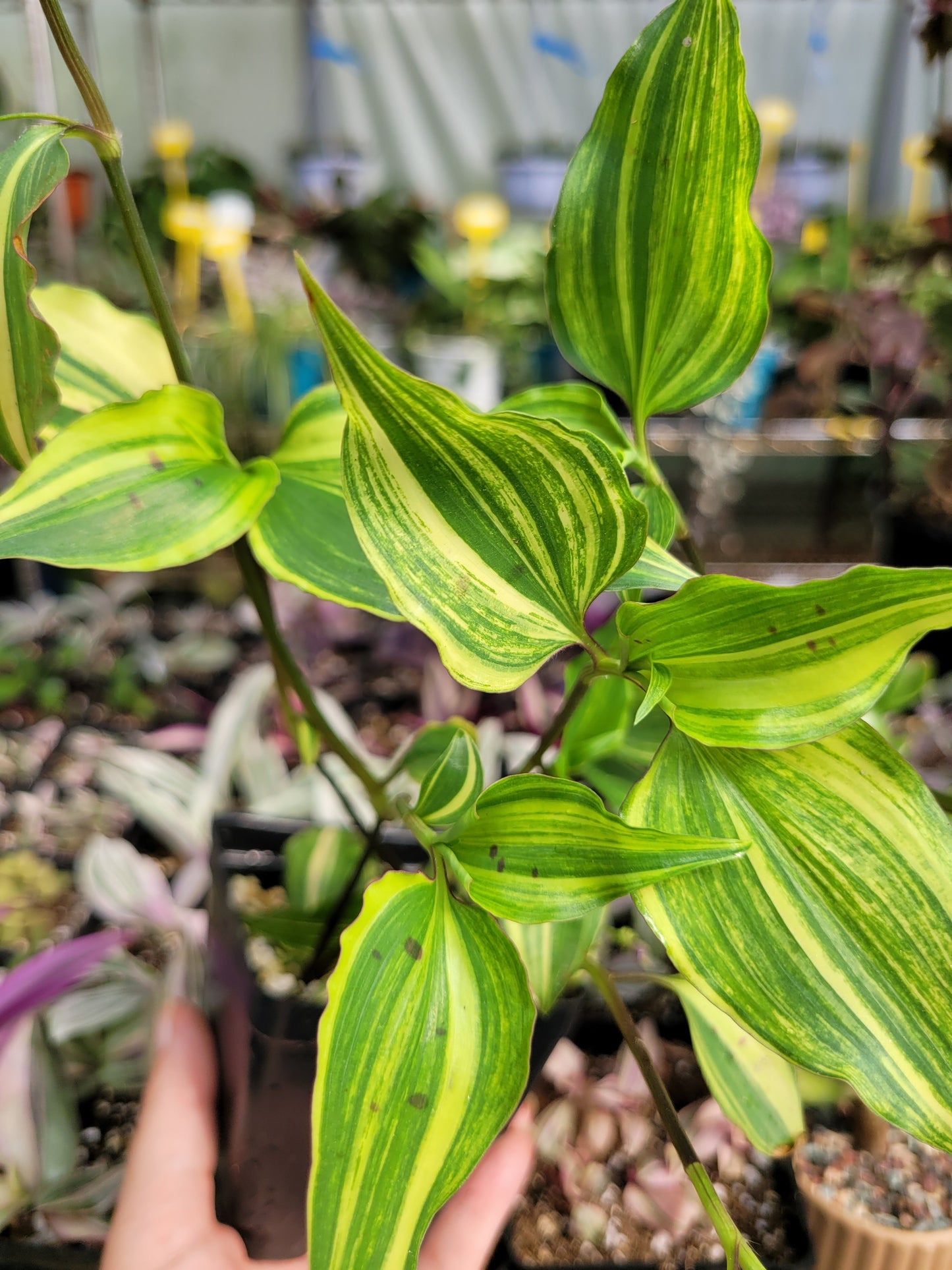 Tinantia Pringlei ‘Variegata’