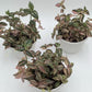 Tradescantia Zebrina ‘HappiLee’ (“Danny Lee”)