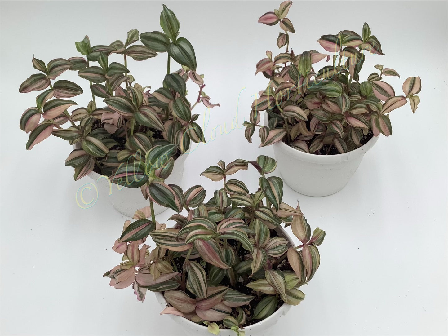 Tradescantia Zebrina ‘HappiLee’ (“Danny Lee”)