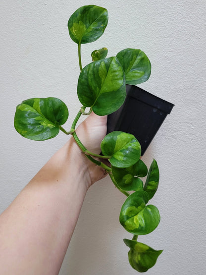 Epipremnum Aureum ‘Global Green’ Pothos