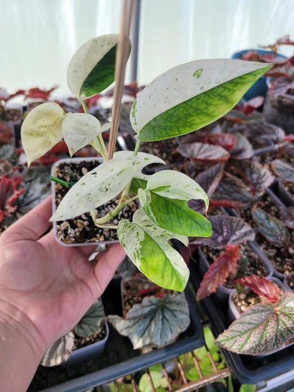 Epipremnum pinnatum ‘Marble’