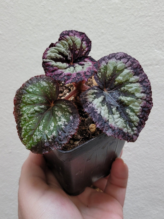 Begonia Rex ‘Harmony's Fire Woman'