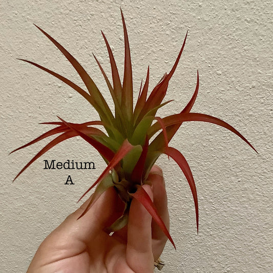 Medium Air Plant