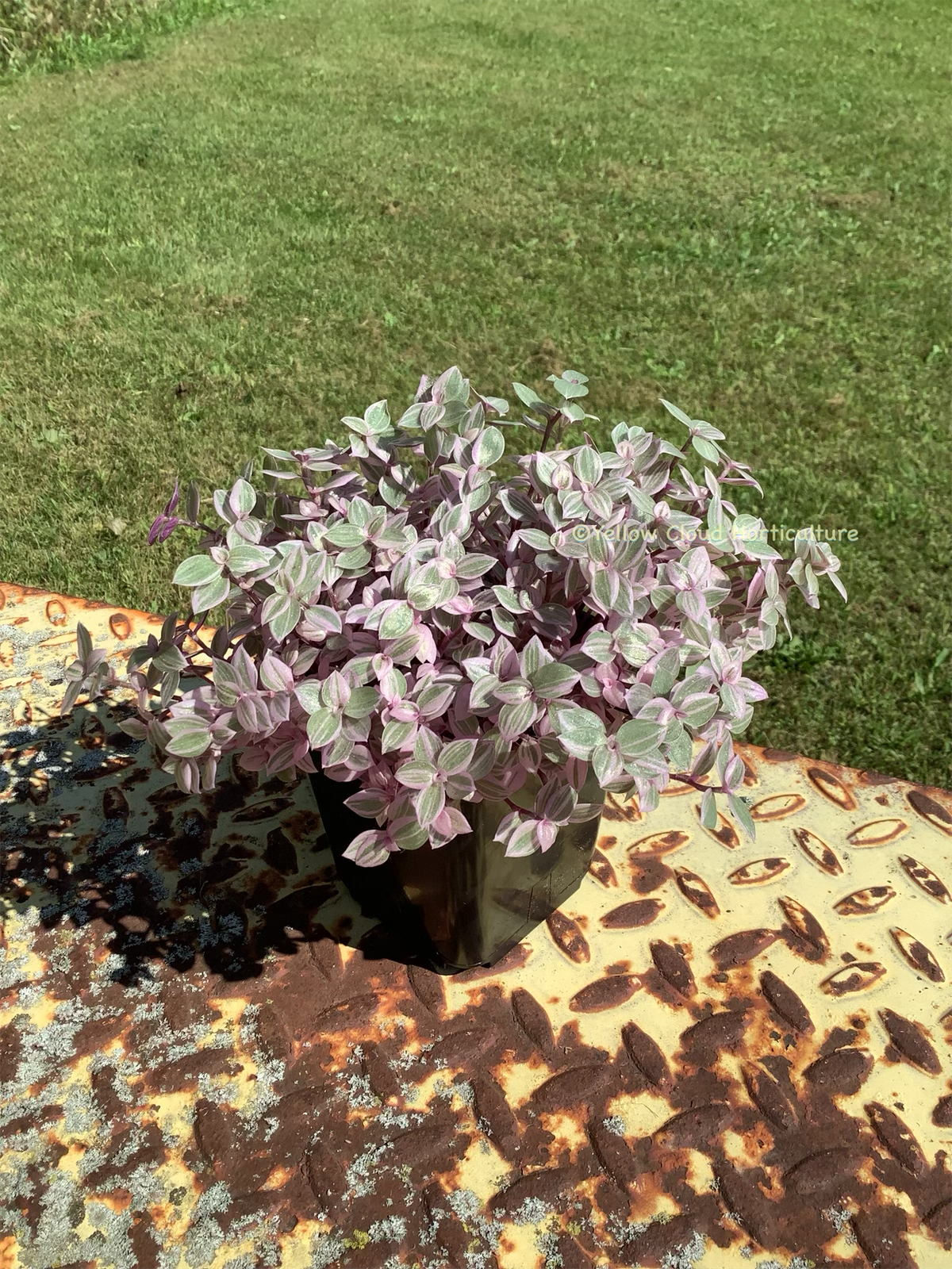 CALLISIA REPENS BUNDLES