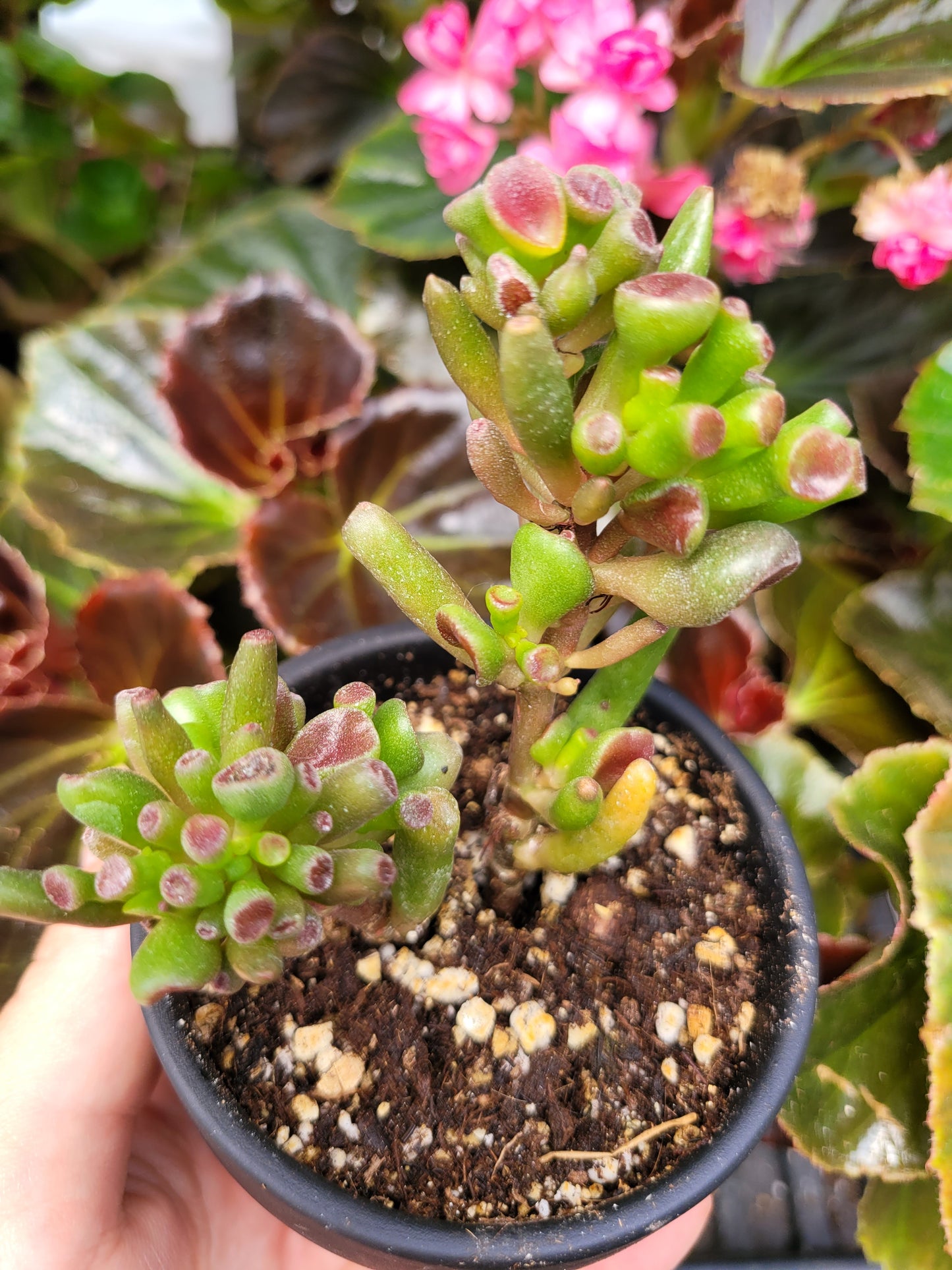 Crassula Ovata Gollum