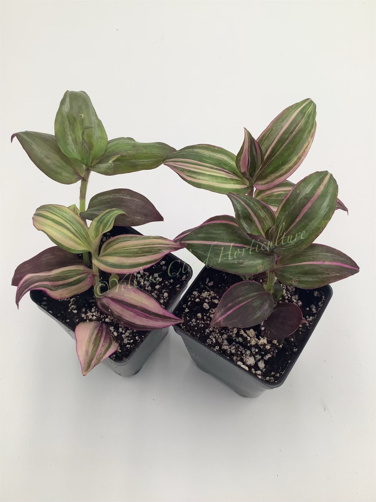 Tradescantia Zebrina Discolor-Multicolor Variation