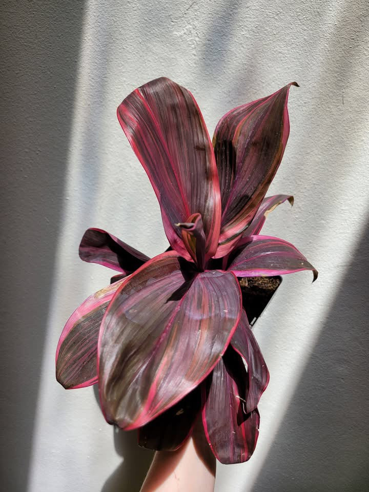 Cordyline fruticosa 'Electra'