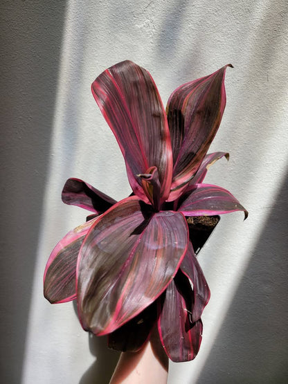 Cordyline fruticosa 'Electra'