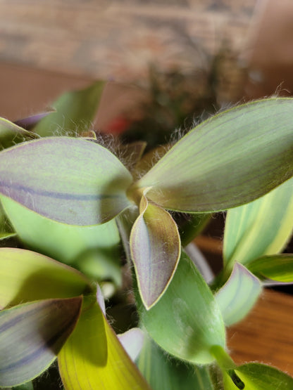 Tradescantia pallida ‘Marley’