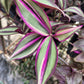 Tradescantia Zebrina ‘Quadricolor’