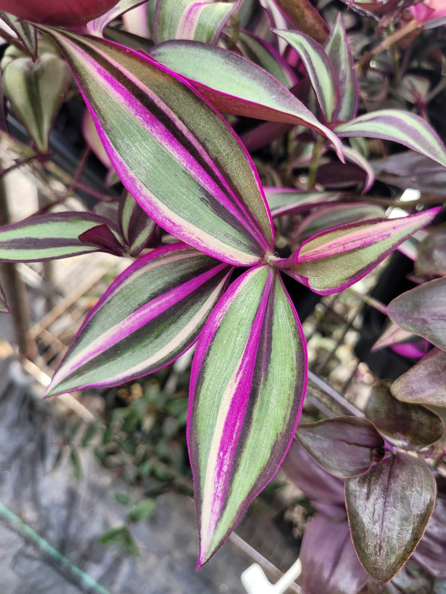 Tradescantia Zebrina ‘Quadricolor’