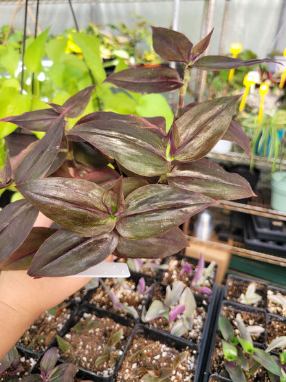 Tradescantia Zebrina ‘Purpusii’