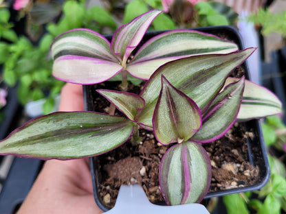 Tradescantia Zebrina ‘Quadricolor’