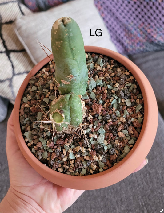 Trichocereus bridgesii monstrose ‘Penis Cactus