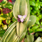 Tradescantia cerinthoides ‘Limelight’